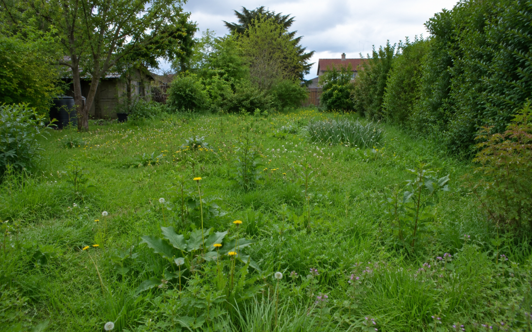 Comment refaire une pelouse pleine de mauvaises herbes