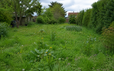 Comment refaire une pelouse pleine de mauvaises herbes