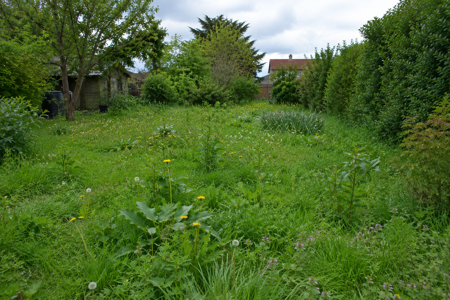 Comment refaire une pelouse pleine de mauvaises herbes