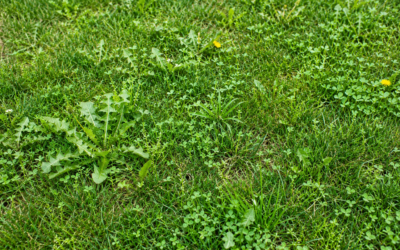 Traitement des mauvaises herbes : méthodes et solutions