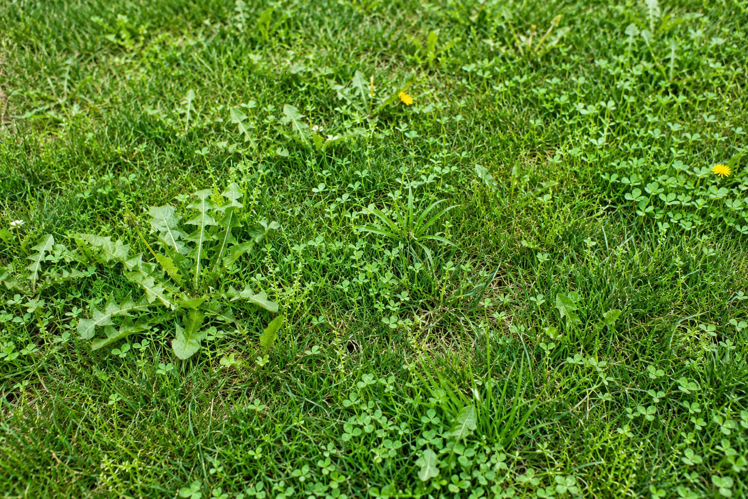 Traitement des mauvaises herbes : méthodes et solutions Traitement des mauvaises herbes : méthodes et solutions