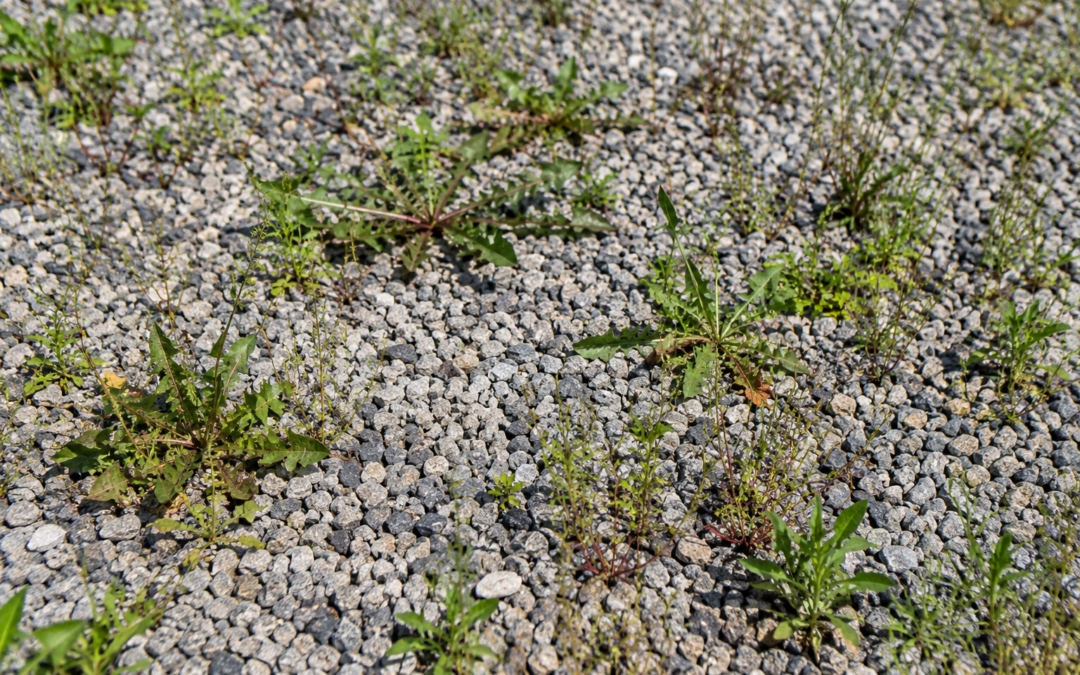 Comment enlever les mauvaises herbes dans le gravier