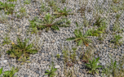 Comment enlever les mauvaises herbes dans le gravier