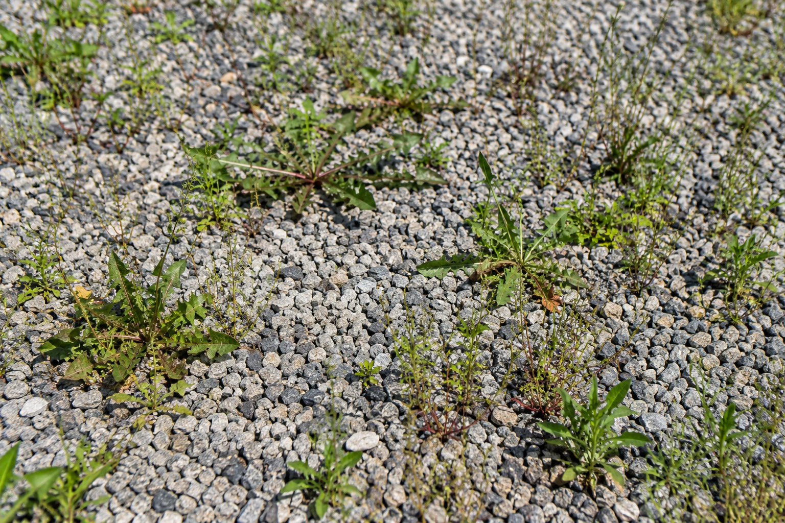 Comment enlever les mauvaises herbes dans le gravier