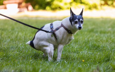 Robot tondeuse et crotte de chien : protégez votre appareil