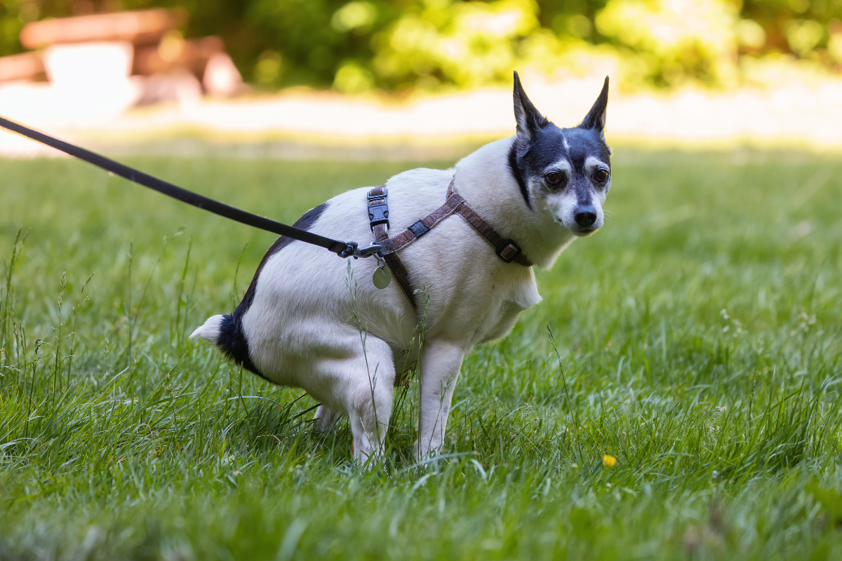 Robot tondeuse et crotte de chien : protégez votre appareil Optimisez la cohabitation entre robot tondeuse et crotte de chien. Découvrez comment la navigation 3D protège votre pelouse et votre moteur en 2026.