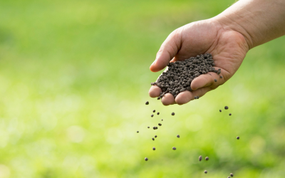 Engrais pour le gazon : comment bien nourrir votre pelouse