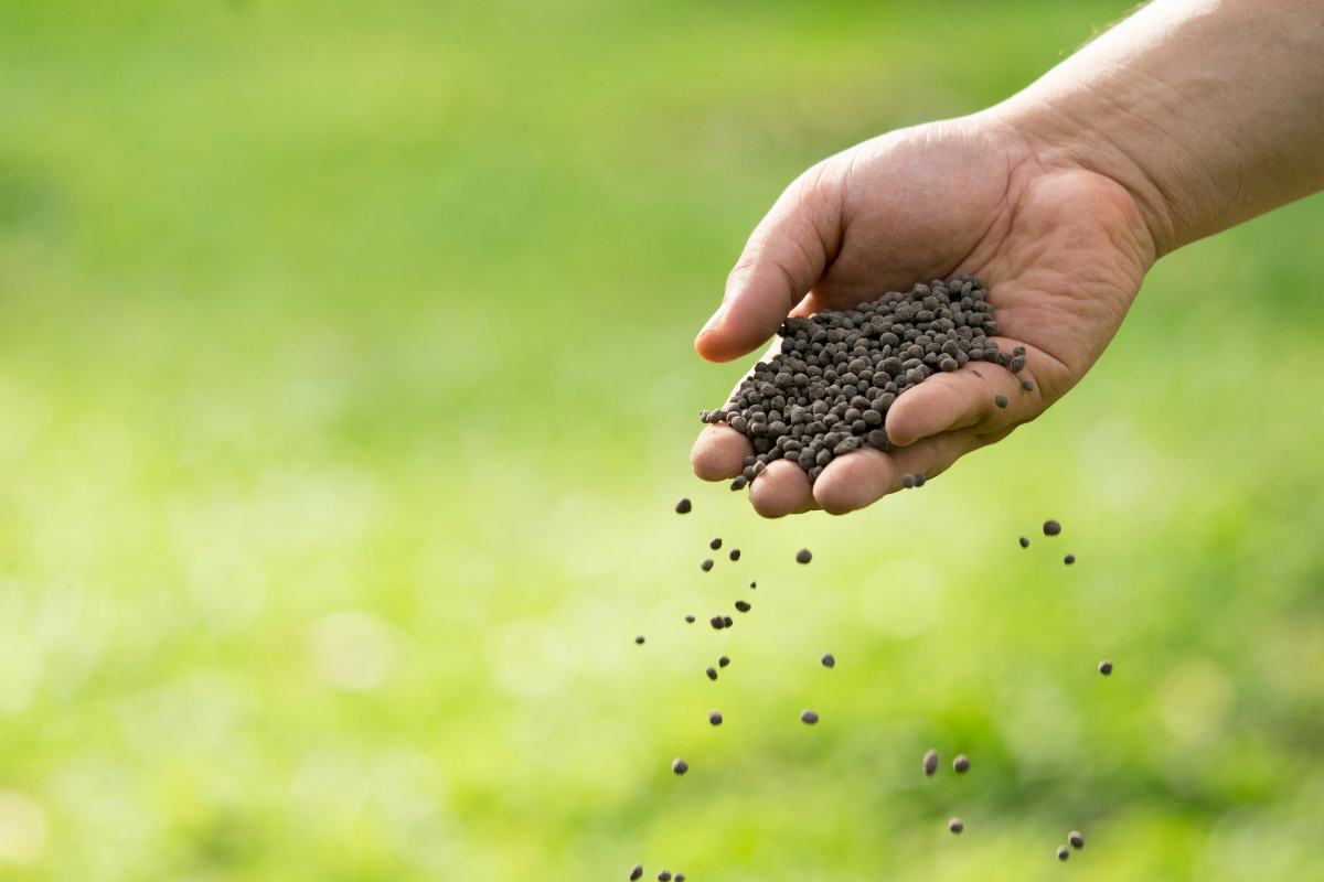Engrais pour le gazon : comment bien nourrir votre pelouse Optimisez votre engrais pour le gazon grâce à notre guide expert. Maîtrisez l'équilibre NPK et le calendrier saisonnier pour une pelouse dense et verte.
